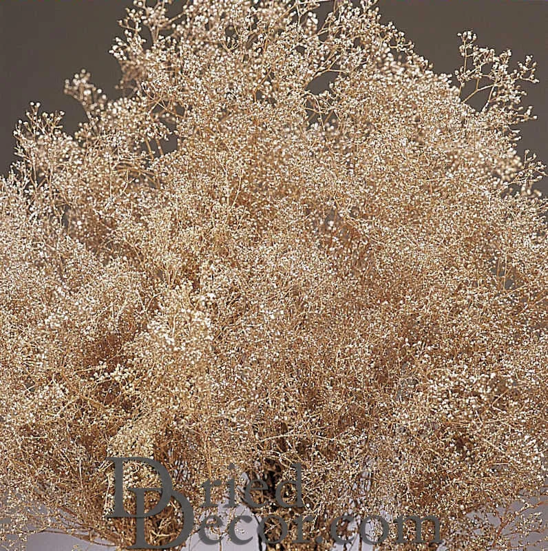 Champagne Sparkle Stardust Gypsophila - Baby's Breath - Case Only