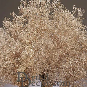 Champagne Sparkle Stardust Gypsophila - Baby's Breath - Case Only